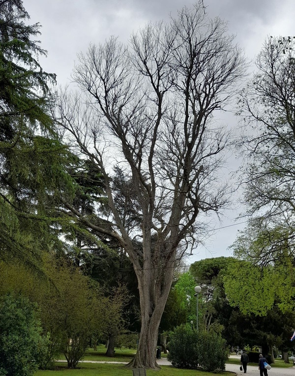 Stablo Ladonje 1