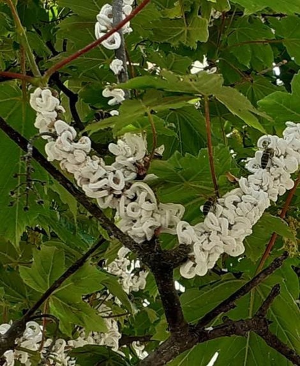 Ooteke T. japonice na stablu javora
